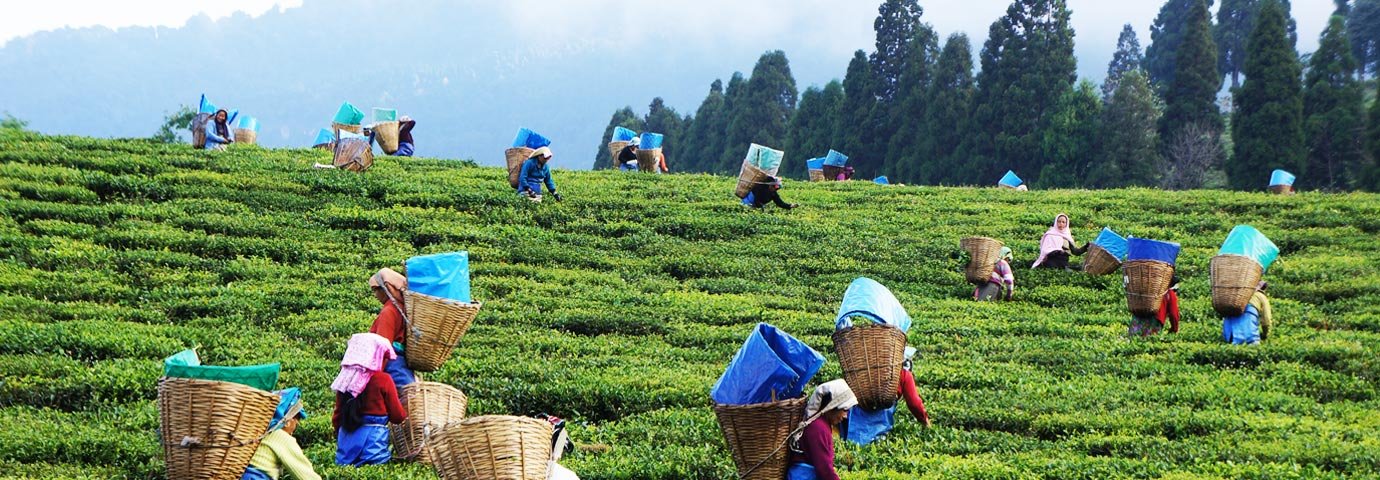 happy-valley-tea-estate-darjeeling